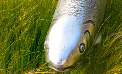 一体化解决方案的如何轰炸对方手机号